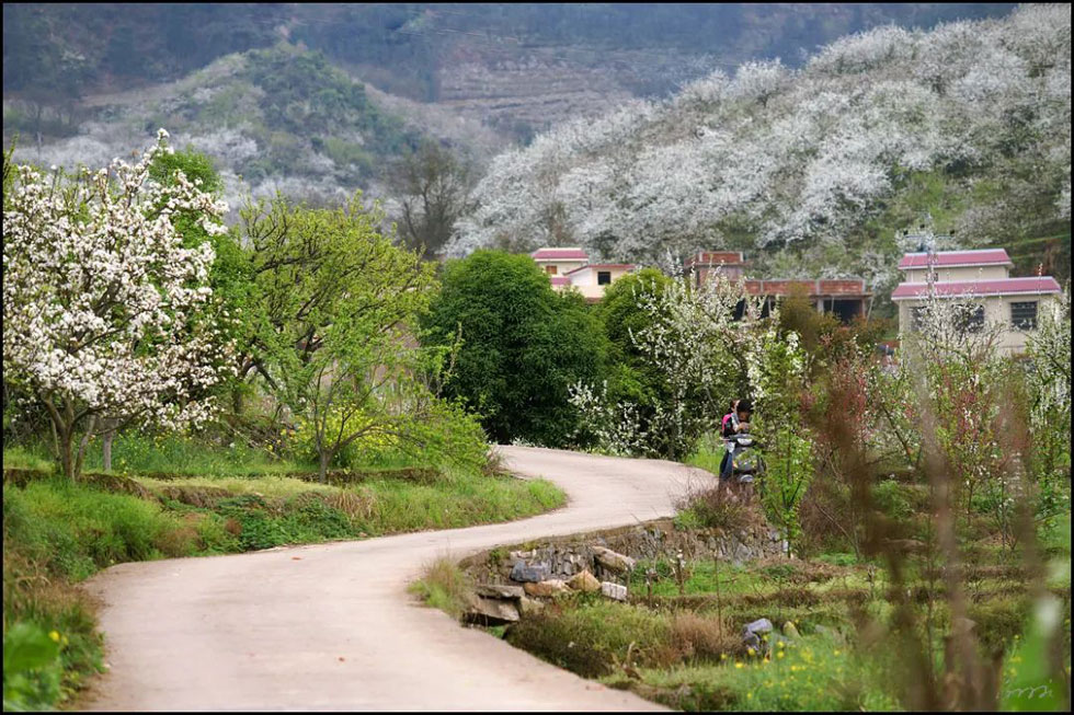【春天，广西桂林灌阳县向您发出邀请！】我们在灌阳看梨花 - 游山玩水 - 驻马店生活社区 - 驻马店28生活网 zmd.28life.net