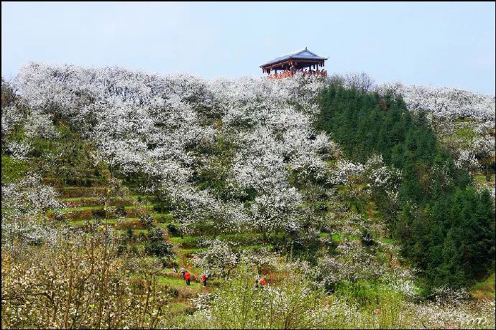 【春天，广西桂林灌阳县向您发出邀请！】我们在灌阳看梨花 - 游山玩水 - 驻马店生活社区 - 驻马店28生活网 zmd.28life.net