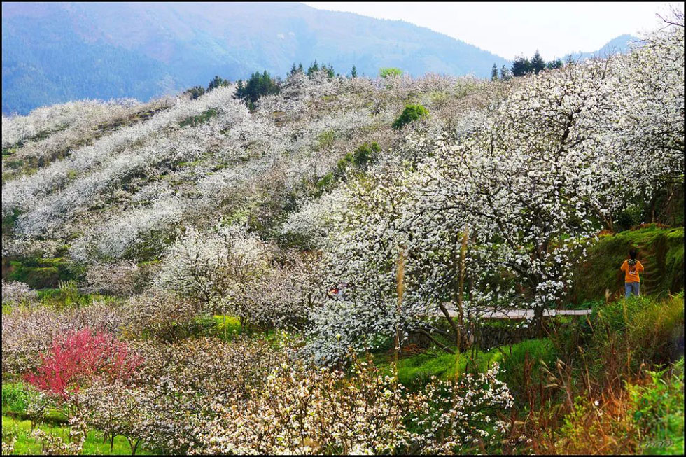 【春天，广西桂林灌阳县向您发出邀请！】我们在灌阳看梨花 - 游山玩水 - 驻马店生活社区 - 驻马店28生活网 zmd.28life.net