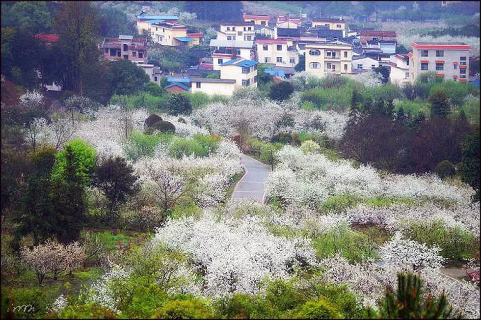 【春天，广西桂林灌阳县向您发出邀请！】我们在灌阳看梨花 - 游山玩水 - 驻马店生活社区 - 驻马店28生活网 zmd.28life.net