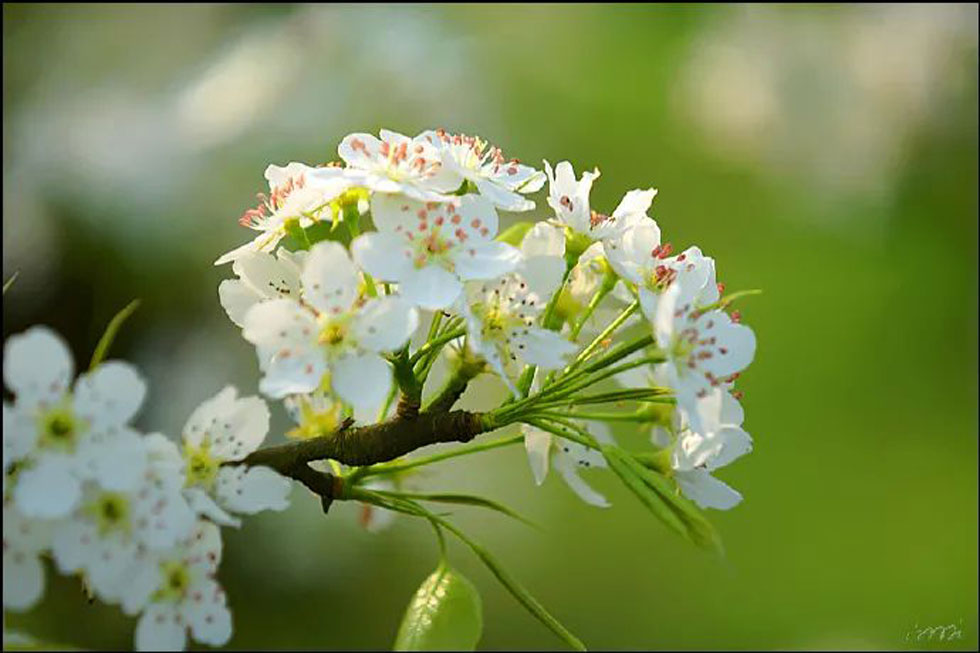 【春天，广西桂林灌阳县向您发出邀请！】我们在灌阳看梨花 - 游山玩水 - 驻马店生活社区 - 驻马店28生活网 zmd.28life.net