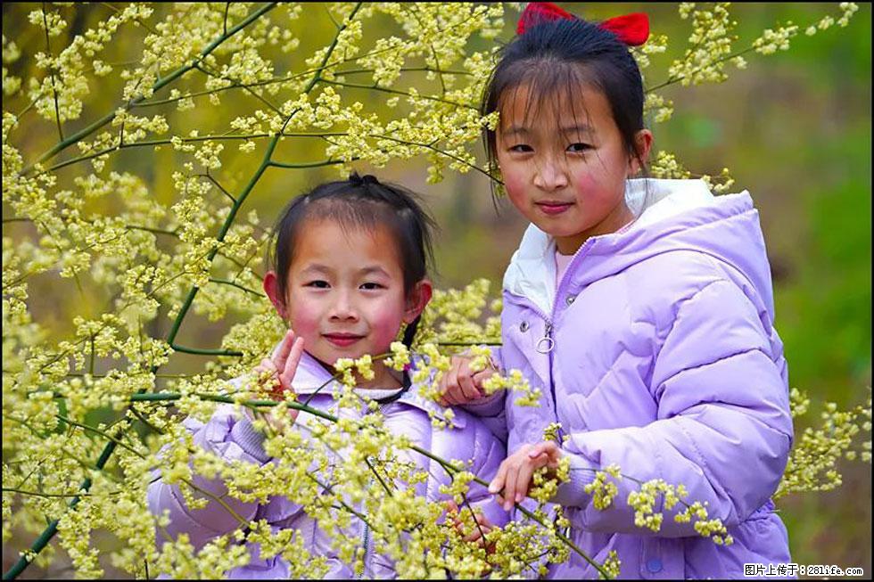 【春天，广西桂林灌阳县向您发出邀请！】米珠山前有片山苍子花在飘香 - 游山玩水 - 驻马店生活社区 - 驻马店28生活网 zmd.28life.net