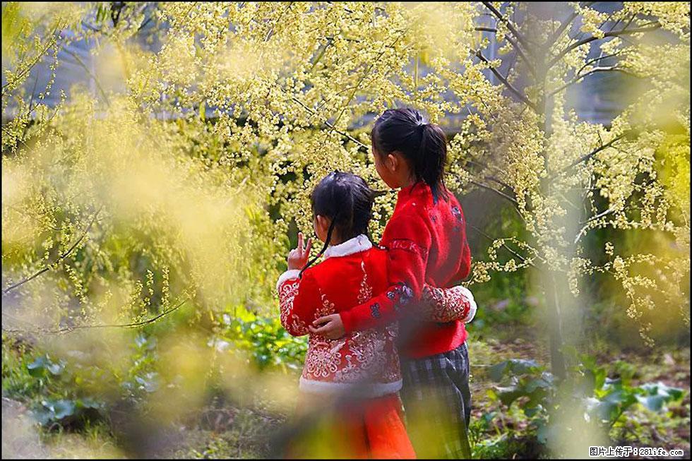 【春天，广西桂林灌阳县向您发出邀请！】米珠山前有片山苍子花在飘香 - 游山玩水 - 驻马店生活社区 - 驻马店28生活网 zmd.28life.net
