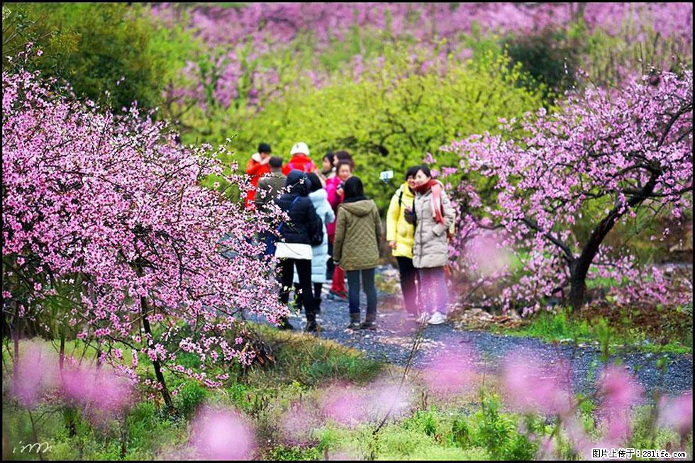 【春天，广西桂林灌阳县向您发出邀请！】官庄村有个醉美的桃花园 - 游山玩水 - 驻马店生活社区 - 驻马店28生活网 zmd.28life.net