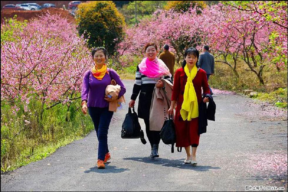 【春天，广西桂林灌阳县向您发出邀请！】官庄村有个醉美的桃花园 - 游山玩水 - 驻马店生活社区 - 驻马店28生活网 zmd.28life.net