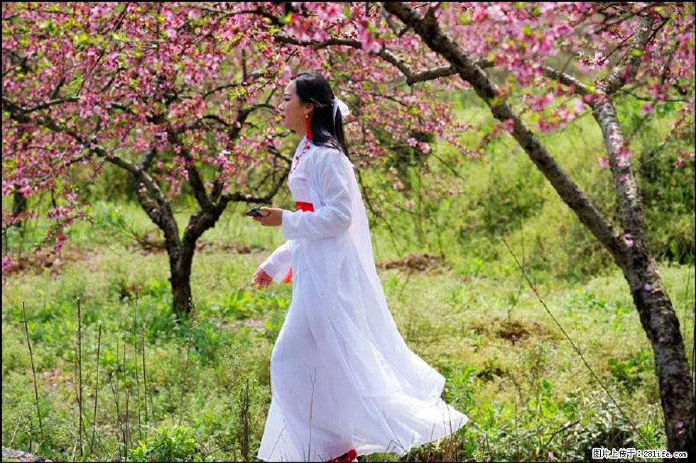 【春天，广西桂林灌阳县向您发出邀请！】官庄村有个醉美的桃花园 - 游山玩水 - 驻马店生活社区 - 驻马店28生活网 zmd.28life.net