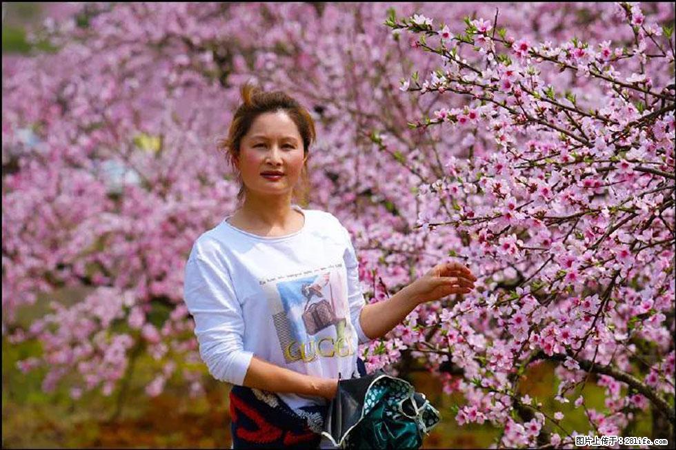 【春天，广西桂林灌阳县向您发出邀请！】官庄村有个醉美的桃花园 - 游山玩水 - 驻马店生活社区 - 驻马店28生活网 zmd.28life.net