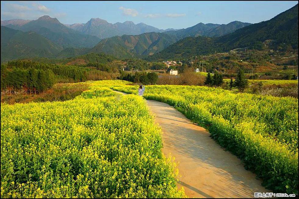 【春天，广西桂林灌阳县向您发出邀请！】长坪村油菜盛情花开 - 游山玩水 - 驻马店生活社区 - 驻马店28生活网 zmd.28life.net