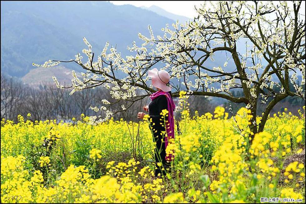 【春天，广西桂林灌阳县向您发出邀请！】长坪村油菜盛情花开 - 游山玩水 - 驻马店生活社区 - 驻马店28生活网 zmd.28life.net