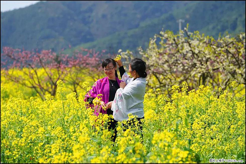 【春天，广西桂林灌阳县向您发出邀请！】长坪村油菜盛情花开 - 游山玩水 - 驻马店生活社区 - 驻马店28生活网 zmd.28life.net