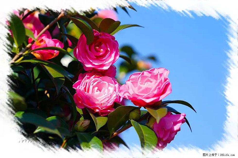 【春天，广西桂林灌阳县向您发出邀请！】杨柳井茶花惹人爱 - 游山玩水 - 驻马店生活社区 - 驻马店28生活网 zmd.28life.net
