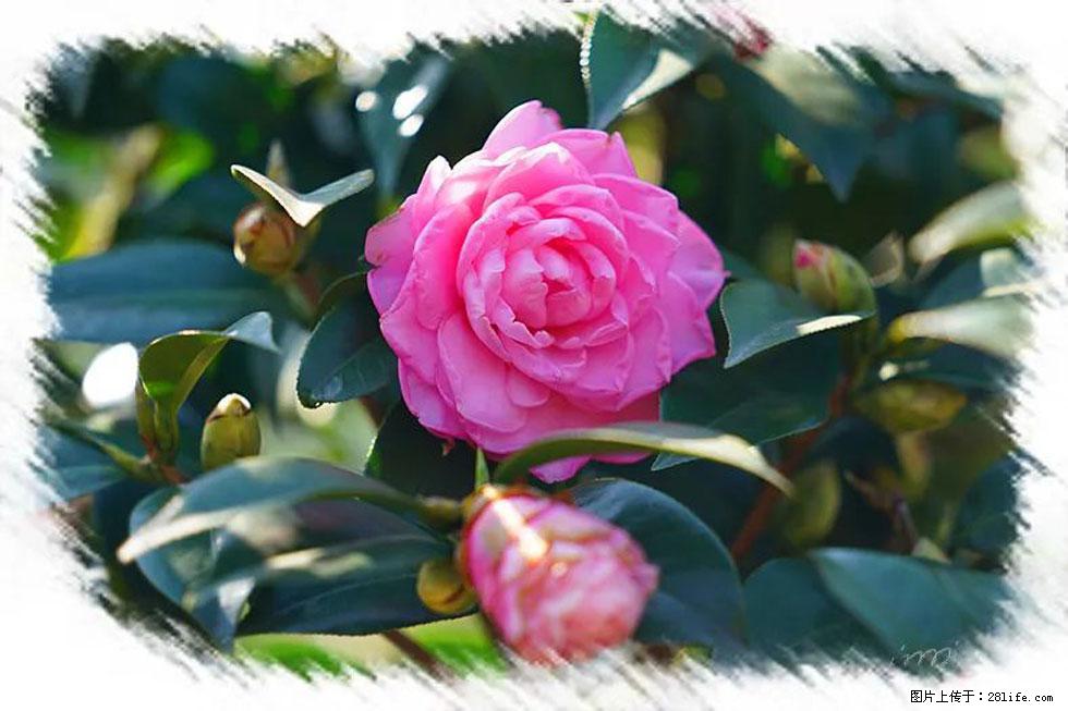 【春天，广西桂林灌阳县向您发出邀请！】杨柳井茶花惹人爱 - 游山玩水 - 驻马店生活社区 - 驻马店28生活网 zmd.28life.net
