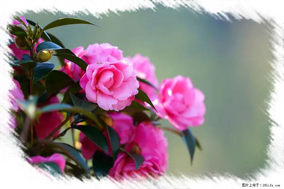 【春天，广西桂林灌阳县向您发出邀请！】杨柳井茶花惹人爱 - 游山玩水 - 驻马店生活社区 - 驻马店28生活网 zmd.28life.net