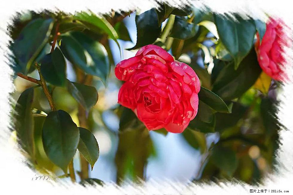 【春天，广西桂林灌阳县向您发出邀请！】杨柳井茶花惹人爱 - 游山玩水 - 驻马店生活社区 - 驻马店28生活网 zmd.28life.net