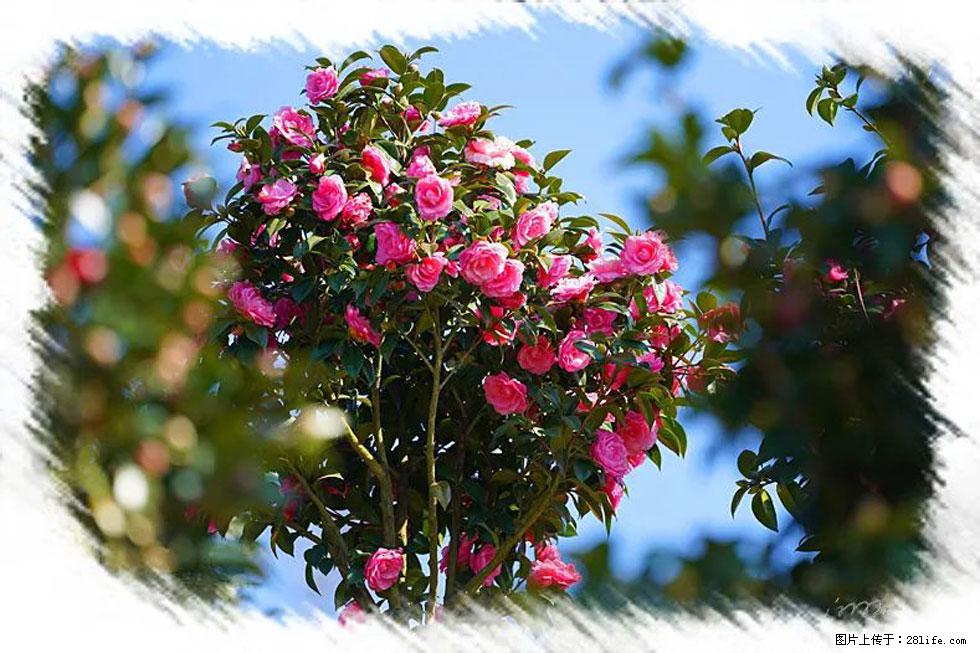 【春天，广西桂林灌阳县向您发出邀请！】杨柳井茶花惹人爱 - 游山玩水 - 驻马店生活社区 - 驻马店28生活网 zmd.28life.net