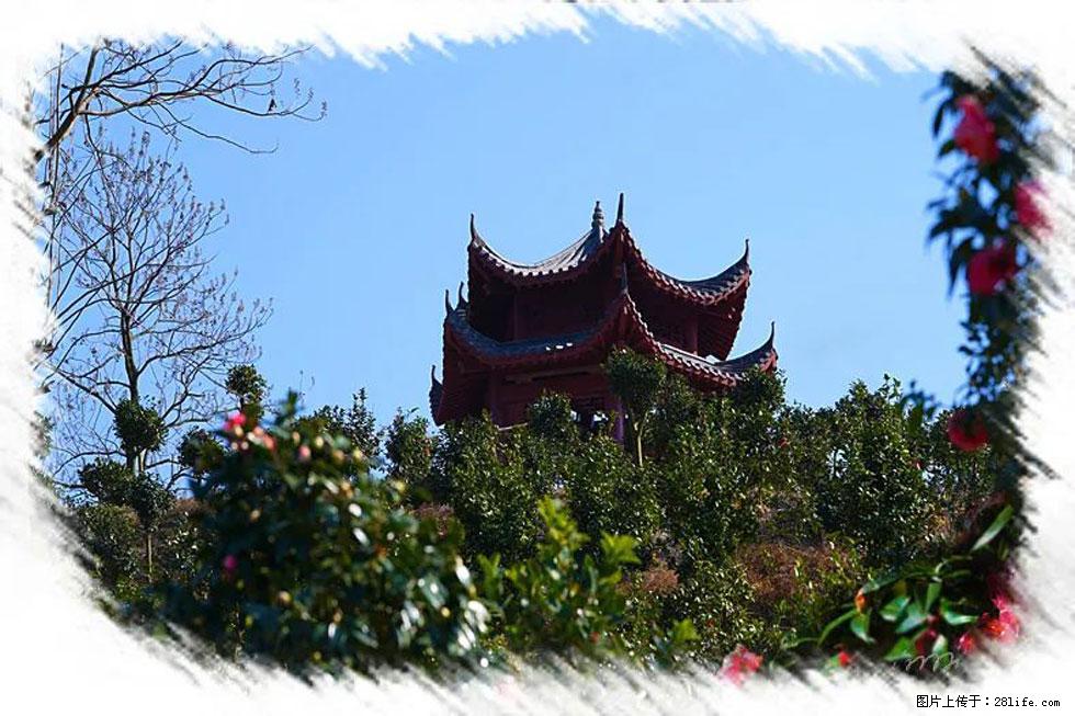 【春天，广西桂林灌阳县向您发出邀请！】杨柳井茶花惹人爱 - 游山玩水 - 驻马店生活社区 - 驻马店28生活网 zmd.28life.net