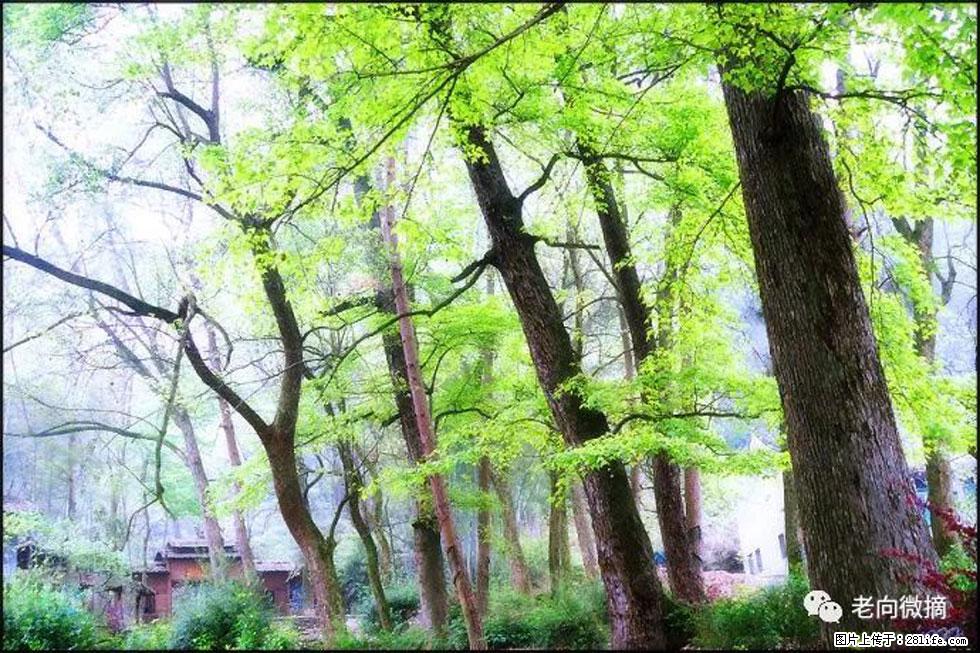 【春天，广西桂林灌阳县向您发出邀请！】在小龙村与春天约会 - 游山玩水 - 驻马店生活社区 - 驻马店28生活网 zmd.28life.net