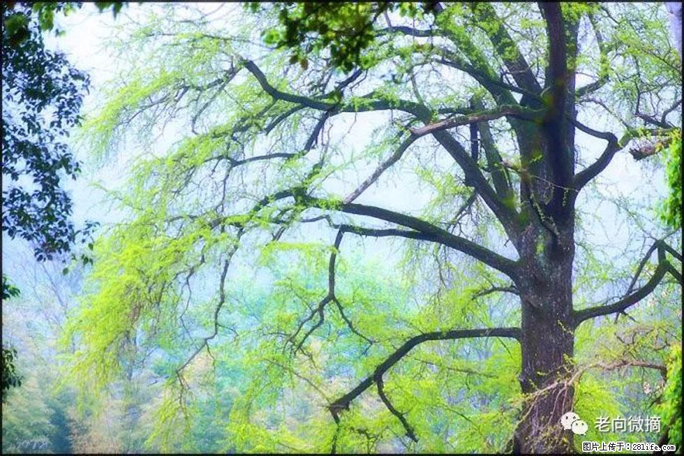 【春天，广西桂林灌阳县向您发出邀请！】在小龙村与春天约会 - 游山玩水 - 驻马店生活社区 - 驻马店28生活网 zmd.28life.net