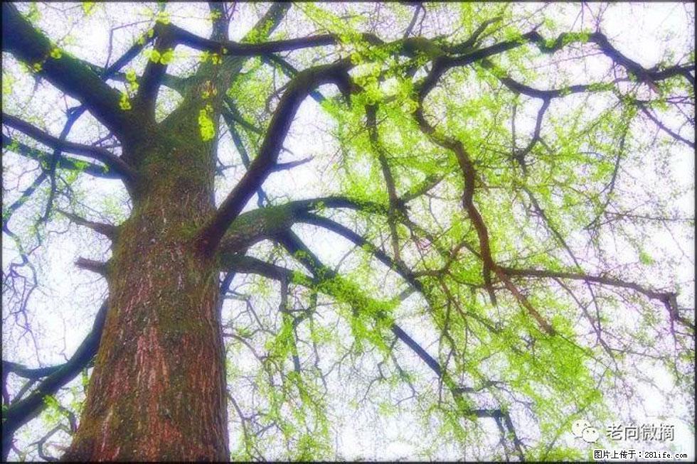 【春天，广西桂林灌阳县向您发出邀请！】在小龙村与春天约会 - 游山玩水 - 驻马店生活社区 - 驻马店28生活网 zmd.28life.net