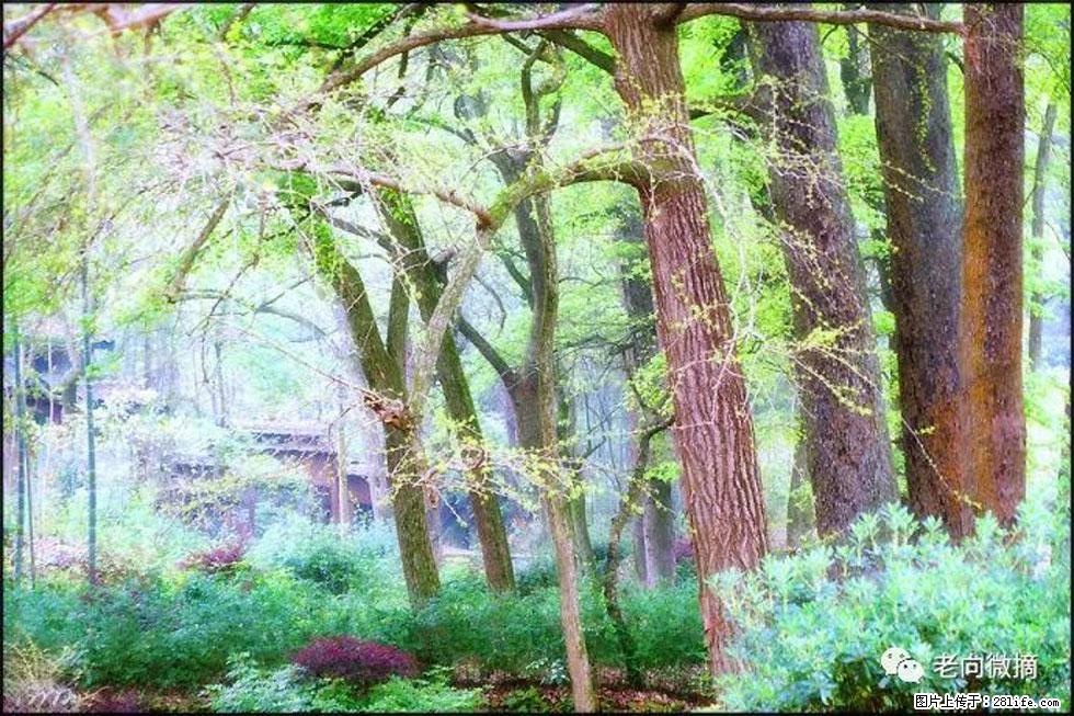 【春天，广西桂林灌阳县向您发出邀请！】在小龙村与春天约会 - 游山玩水 - 驻马店生活社区 - 驻马店28生活网 zmd.28life.net