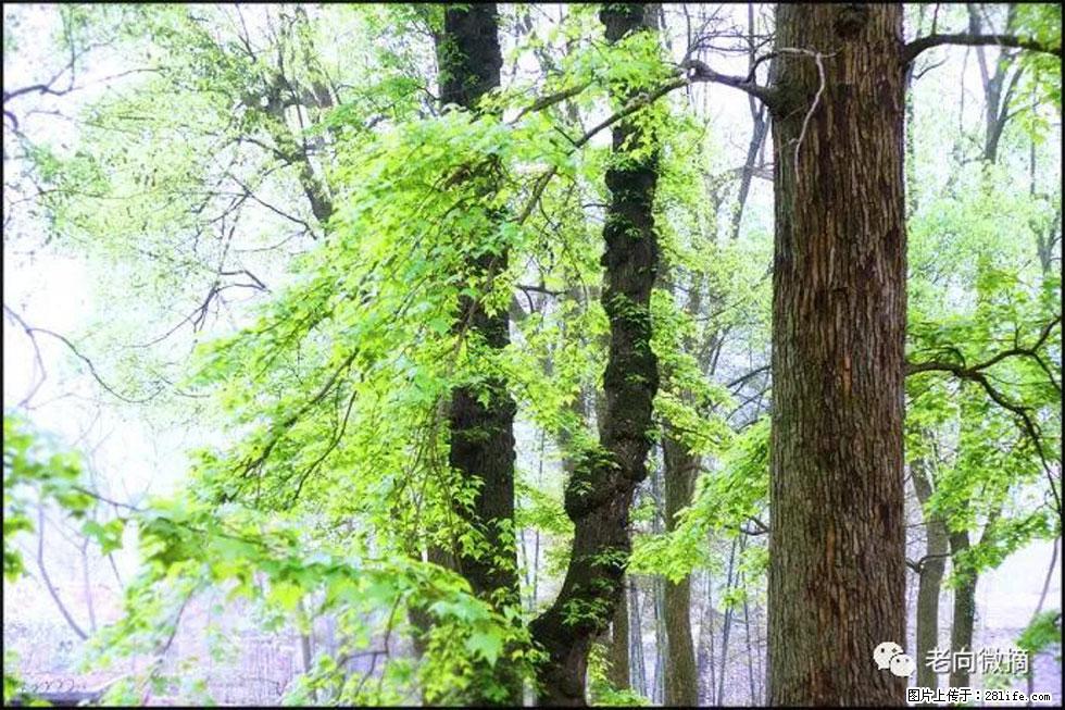 【春天，广西桂林灌阳县向您发出邀请！】在小龙村与春天约会 - 游山玩水 - 驻马店生活社区 - 驻马店28生活网 zmd.28life.net