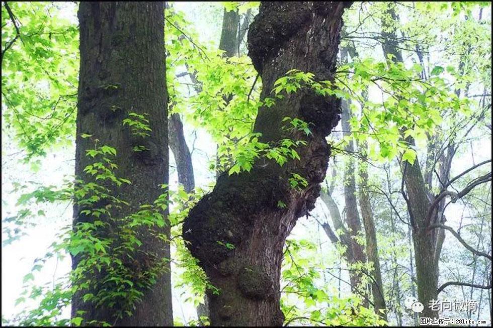 【春天，广西桂林灌阳县向您发出邀请！】在小龙村与春天约会 - 游山玩水 - 驻马店生活社区 - 驻马店28生活网 zmd.28life.net