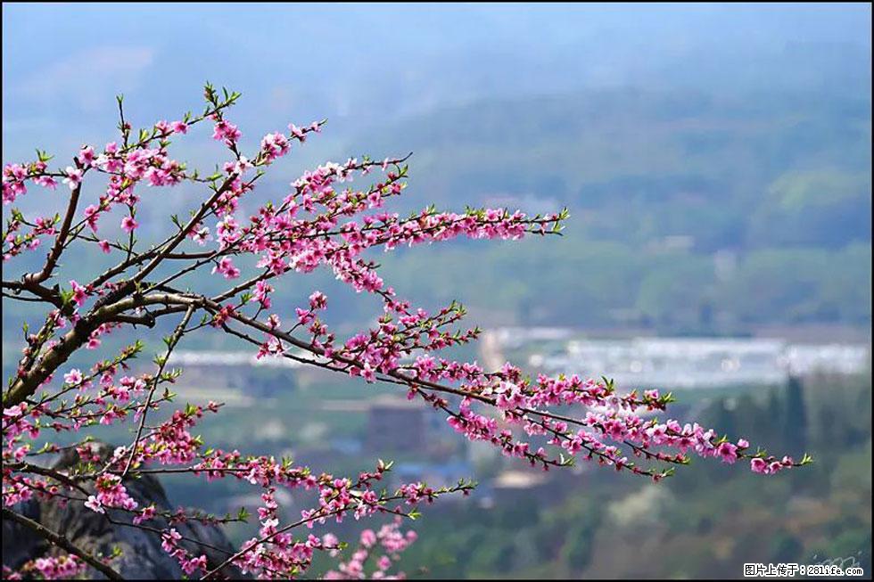 【春天，广西桂林灌阳县向您发出邀请！】望月岭上桃花开 - 游山玩水 - 驻马店生活社区 - 驻马店28生活网 zmd.28life.net