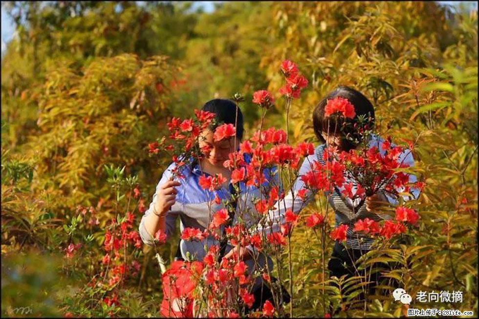 【春天，广西桂林灌阳县向您发出邀请！】登麒麟山，相约映山红 - 游山玩水 - 驻马店生活社区 - 驻马店28生活网 zmd.28life.net