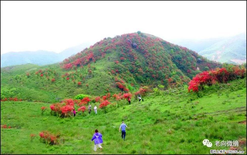 【春天，广西桂林灌阳县向您发出邀请！】宝盖山上映山红 - 游山玩水 - 驻马店生活社区 - 驻马店28生活网 zmd.28life.net