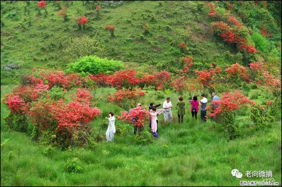 【春天，广西桂林灌阳县向您发出邀请！】宝盖山上映山红 - 游山玩水 - 驻马店生活社区 - 驻马店28生活网 zmd.28life.net