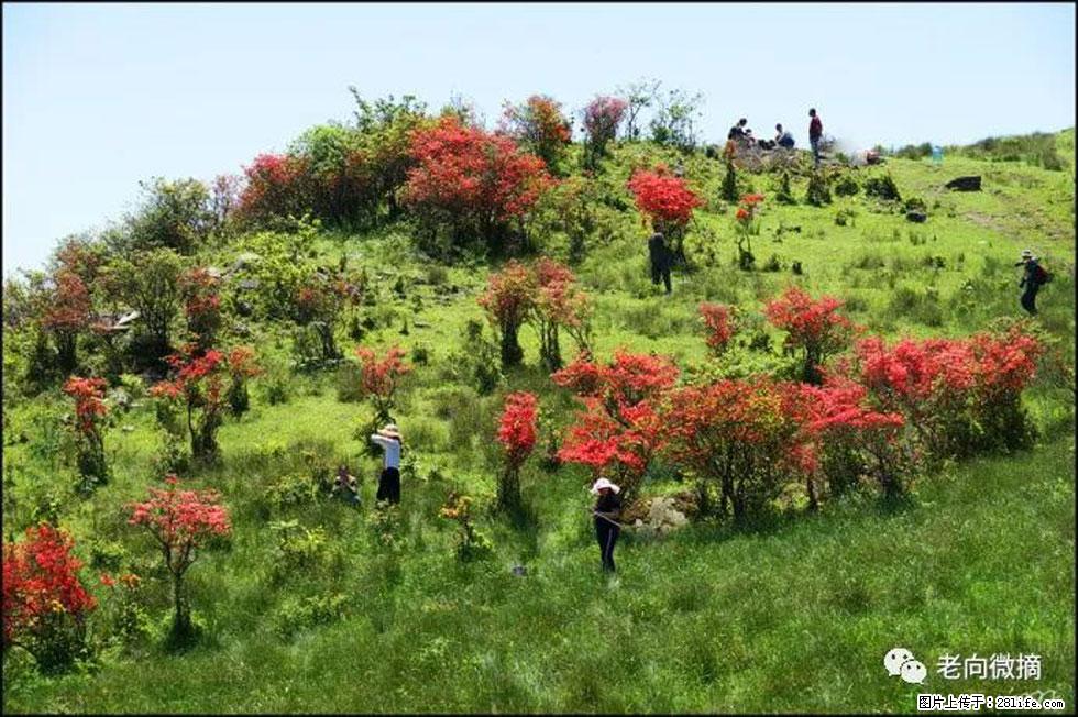 【春天，广西桂林灌阳县向您发出邀请！】宝盖山上映山红 - 游山玩水 - 驻马店生活社区 - 驻马店28生活网 zmd.28life.net