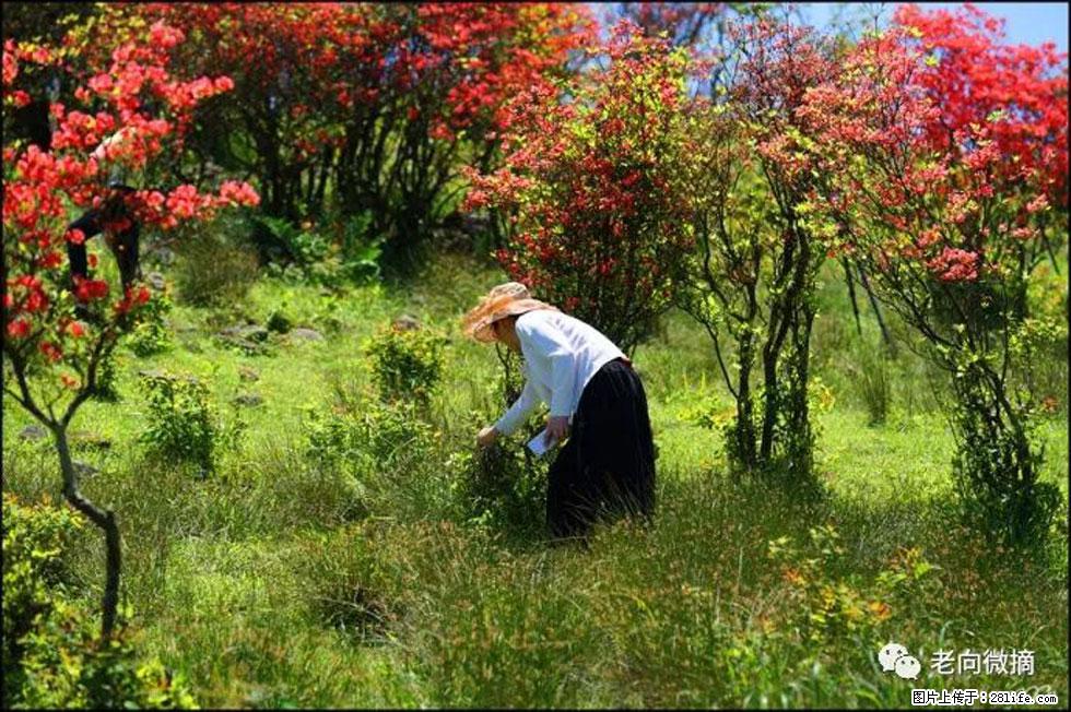 【春天，广西桂林灌阳县向您发出邀请！】宝盖山上映山红 - 游山玩水 - 驻马店生活社区 - 驻马店28生活网 zmd.28life.net