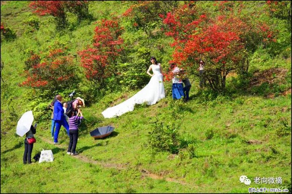 【春天，广西桂林灌阳县向您发出邀请！】宝盖山上映山红 - 游山玩水 - 驻马店生活社区 - 驻马店28生活网 zmd.28life.net