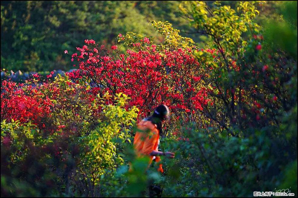 【春天,广西桂林灌阳县向您发出邀请!】春木界上映山红 - 游山玩水 - 驻马店生活社区 - 驻马店28生活网 zmd.28life.net