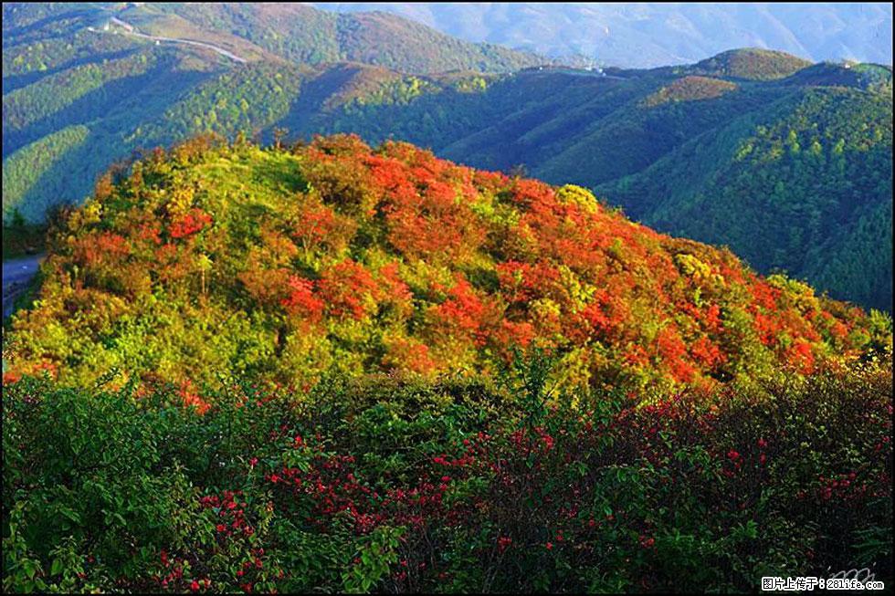 【春天,广西桂林灌阳县向您发出邀请!】春木界上映山红 - 游山玩水 - 驻马店生活社区 - 驻马店28生活网 zmd.28life.net