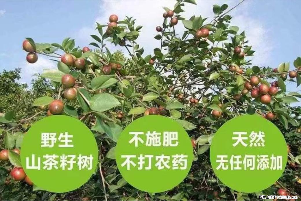 【灌阳县油茶产业示范区】一个有着充实的精神生活的人,对待身外之物自会有一种淡泊的态度 - 美食天地 - 驻马店生活社区 - 驻马店28生活网 zmd.28life.net