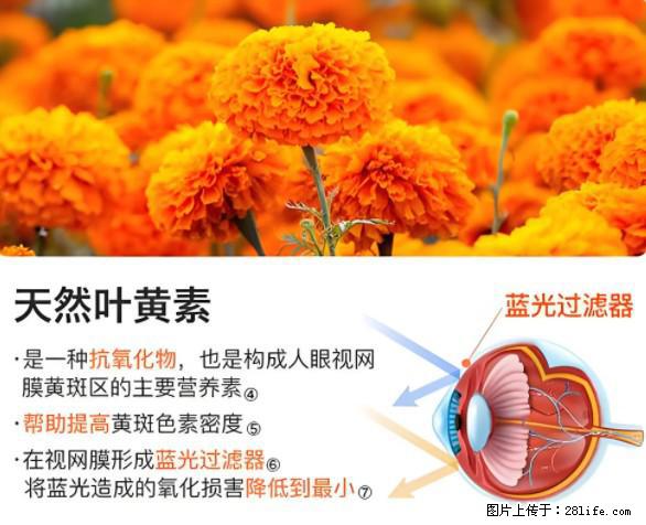叶黄素有什么功效和作用 - 生活百科 - 驻马店生活社区 - 驻马店28生活网 zmd.28life.net