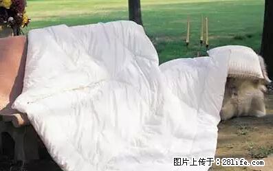 被子有异味？只要这样做，比晒太阳还强100倍！ - 家居生活 - 驻马店生活社区 - 驻马店28生活网 zmd.28life.net