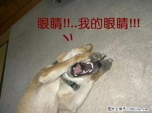 笑癫了！一女的怀孕三年未生，他终于忍不住了... - 娱乐八卦 - 驻马店生活社区 - 驻马店28生活网 zmd.28life.net