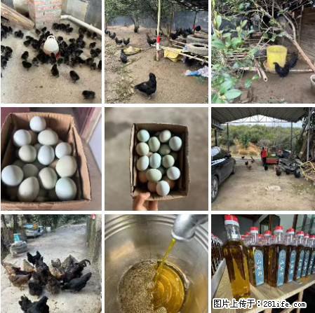 油茶园从小鸡仔开始养起的纯土鸡、土鸡蛋可以预定啦！还有前几天刚榨的纯山茶油哦 - 土特产 - 饮食特产 - 驻马店分类信息 - 驻马店28生活网 zmd.28life.net