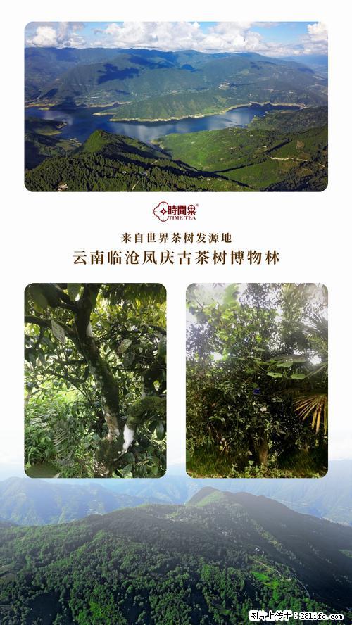 时间果百年古树2025年春红茶 - 购物交流 - 驻马店生活社区 - 驻马店28生活网 zmd.28life.net
