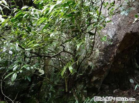 平乐石崖茶，珍贵仅次于金花茶 - 驻马店生活资讯 - 驻马店28生活网 zmd.28life.net