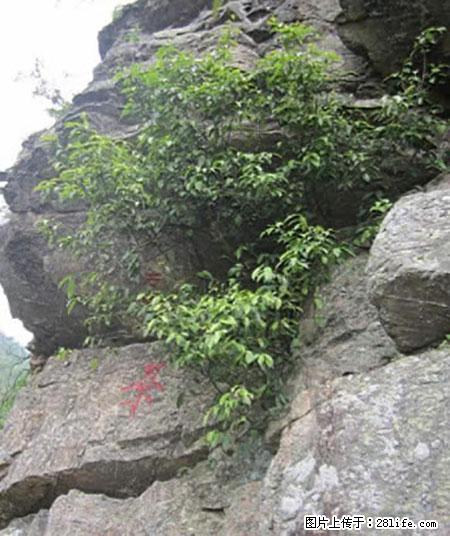 平乐石崖茶，珍贵仅次于金花茶 - 驻马店生活资讯 - 驻马店28生活网 zmd.28life.net