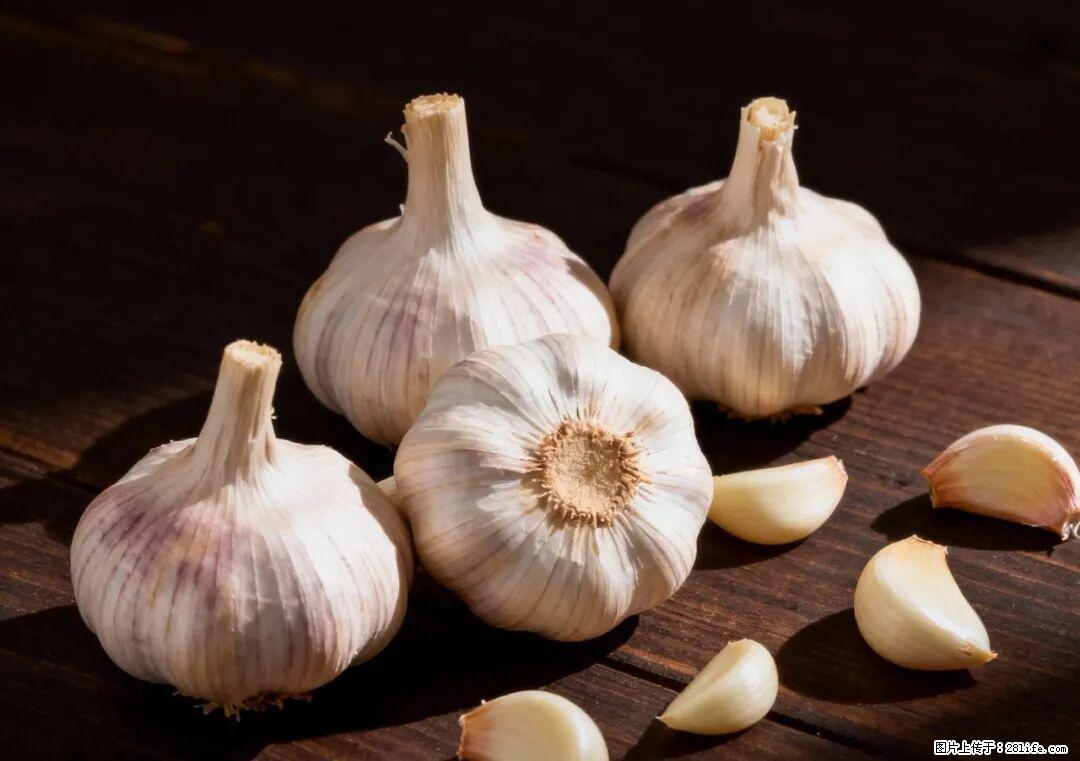 关于大蒜，除了“天然抗生素”，这4个谣言更该警惕! - 驻马店生活资讯 - 驻马店28生活网 zmd.28life.net