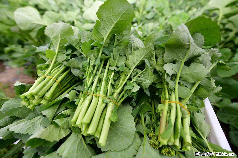 这些蔬菜是“天然钙片”，这6种被医生重点推荐 - 驻马店生活资讯 - 驻马店28生活网 zmd.28life.net